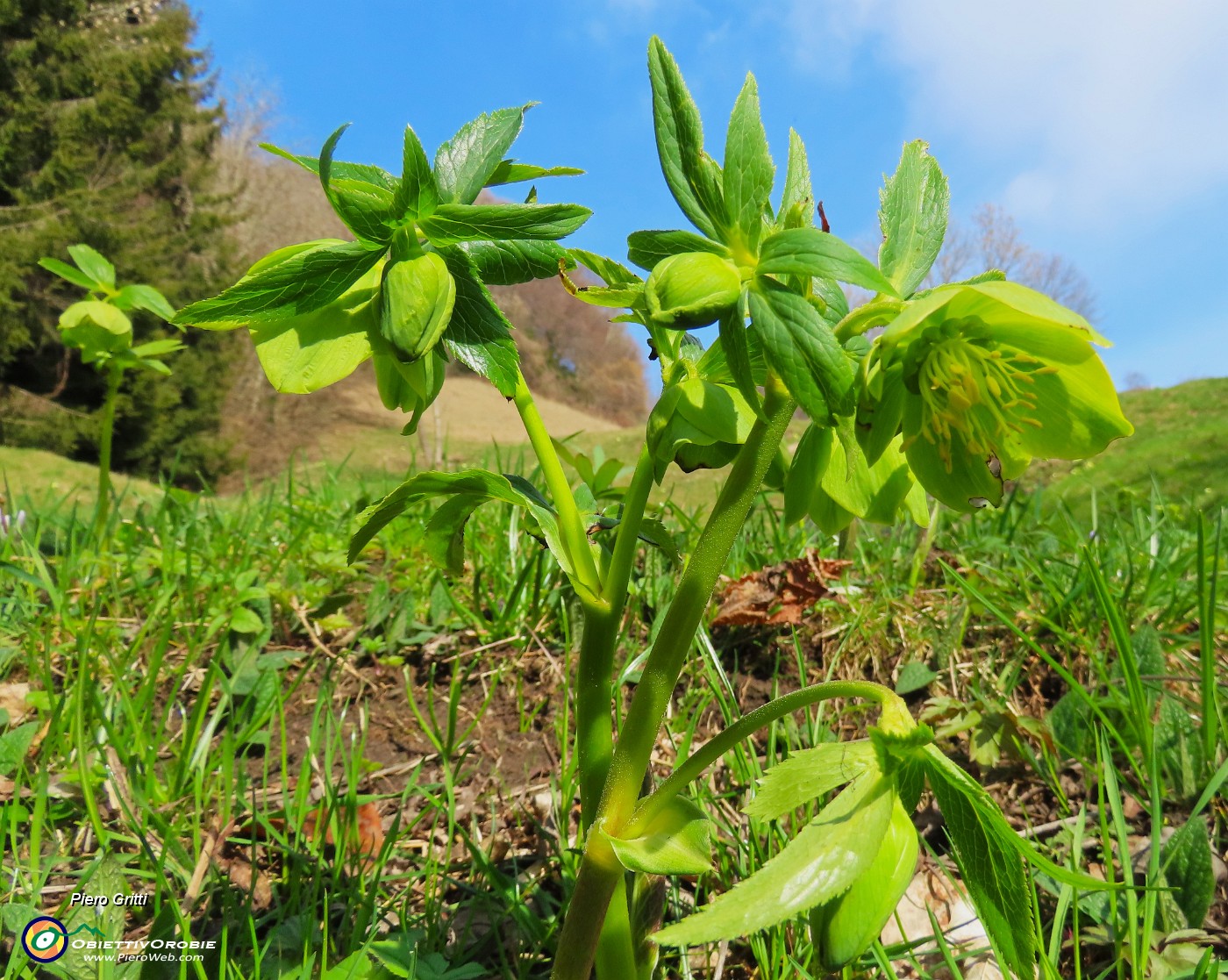 75 Helleborus viridis- Elleboro verde.JPG